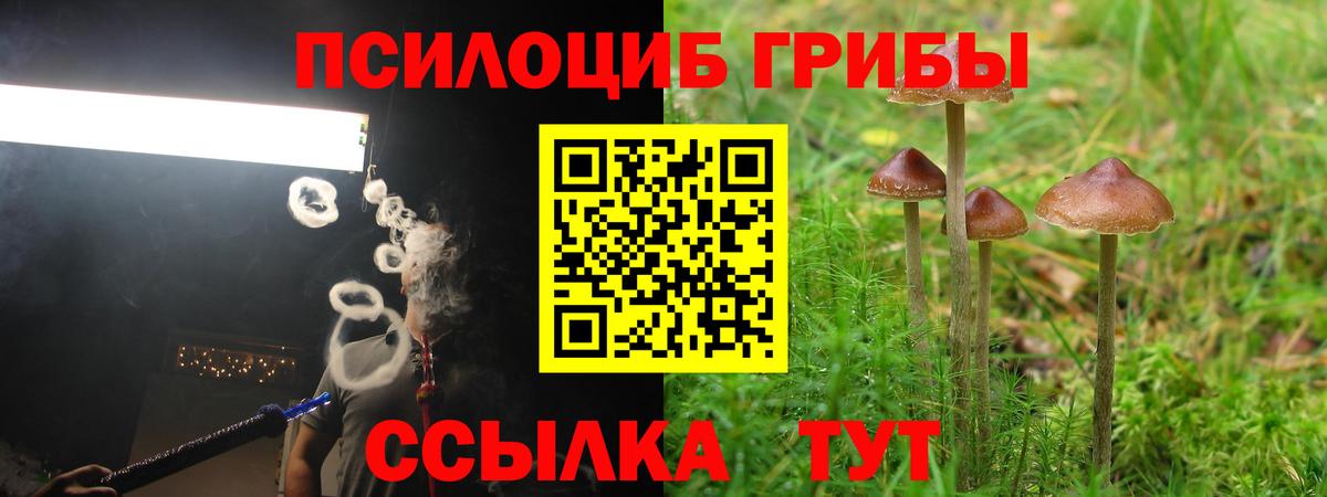 Псилоцибиновые грибы Cubensis  Вход с VPN  Кузнецк 